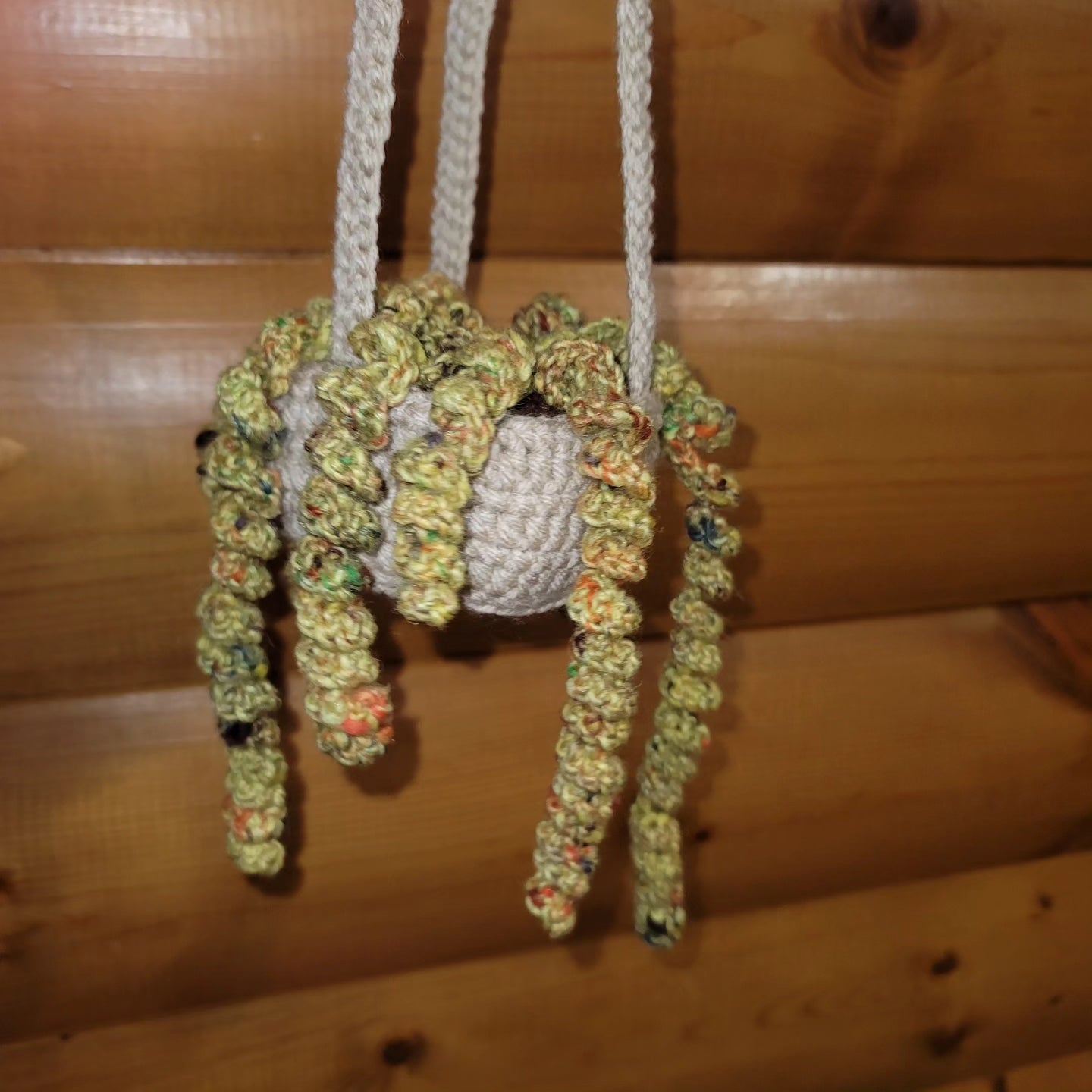 Hanging Curly Plant