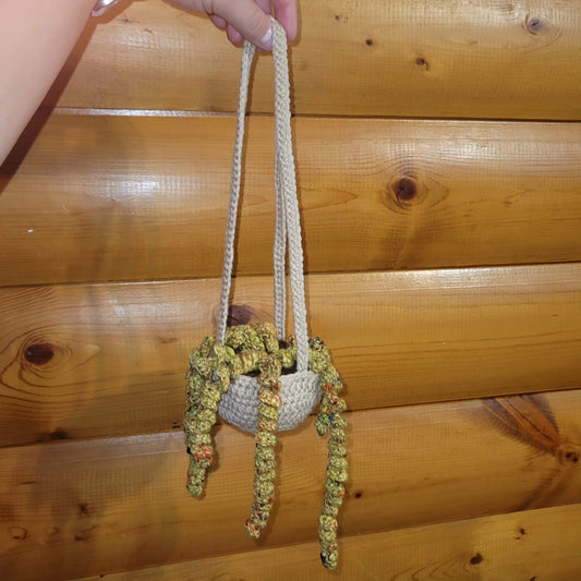 Hanging Curly Plant